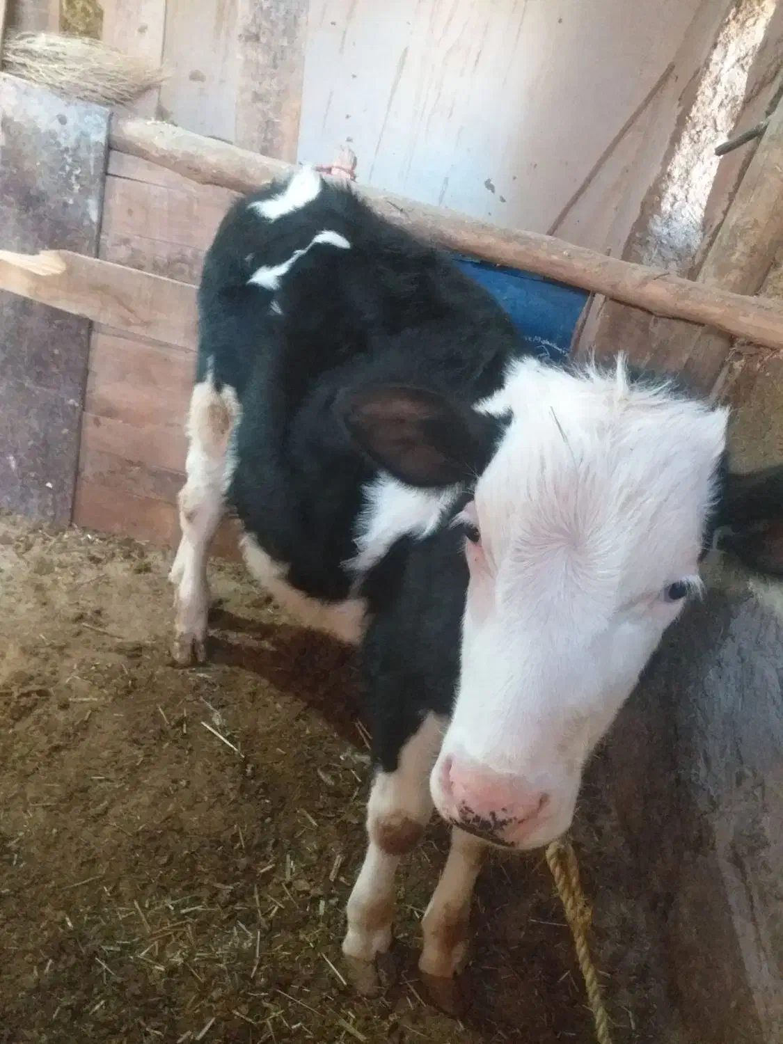 گوساله|حیوانات مزرعه|قیدار, |دیوار