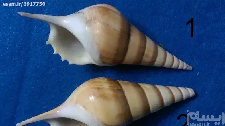 صدف|کلکسیون و سرگرمی|اصفهان, نقش جهان|دیوار