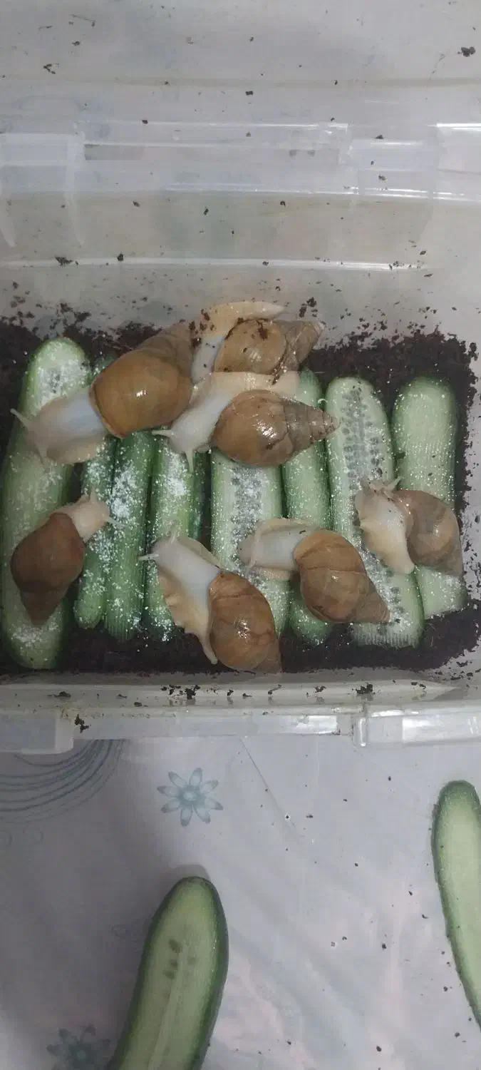 فروش حلزون|خزنده|شیراز, شریف‌آباد|دیوار