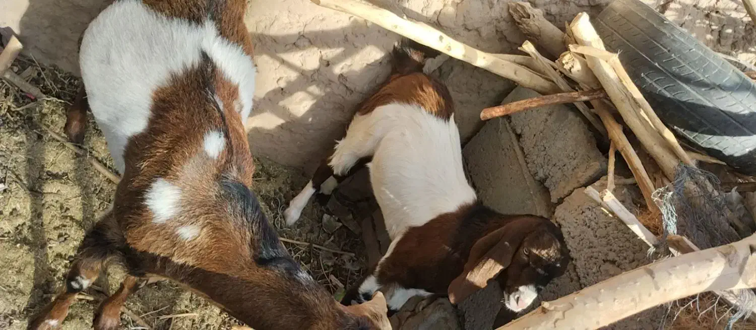 بز فروشی گوسفند|حیوانات مزرعه|فهرج, |دیوار