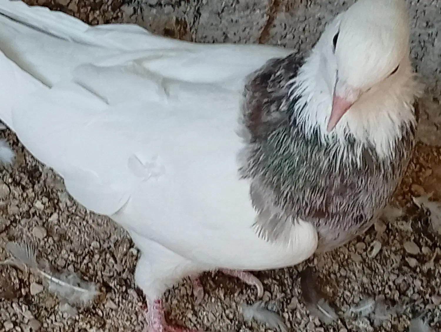 حراج کبوتر طوقی|پرنده|خورموج, |دیوار