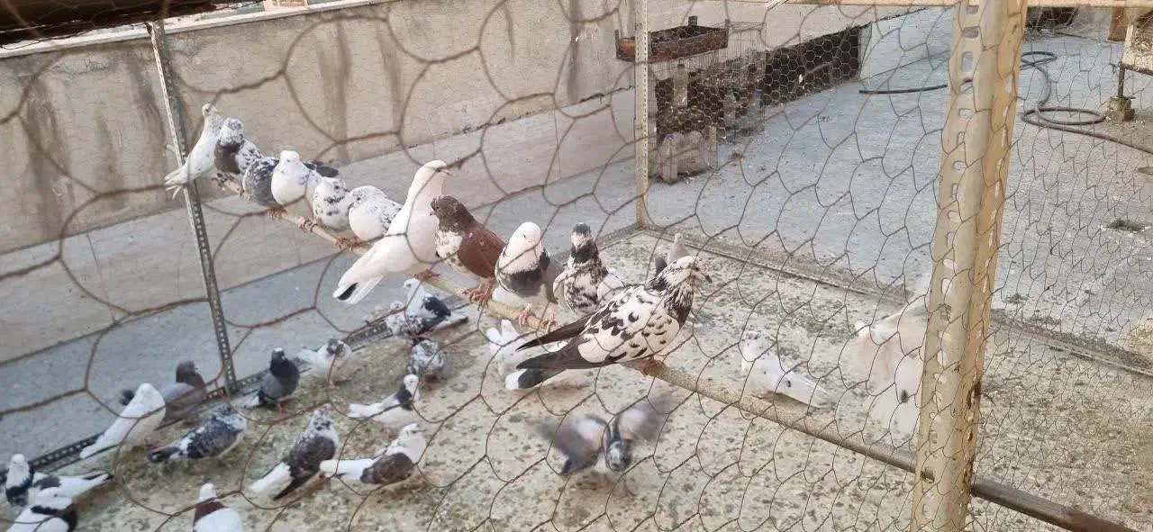 کفتر|پرنده|تهران, شمشیری|دیوار