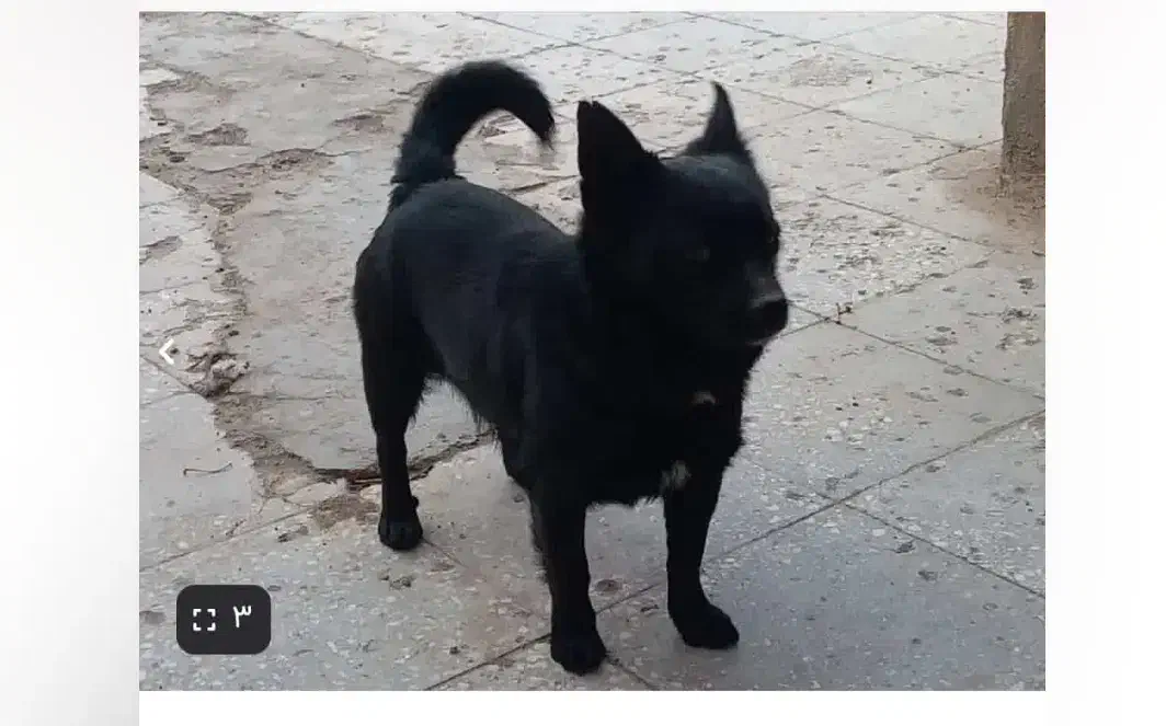 مژدگانی|حیوانات|رفسنجان, |دیوار