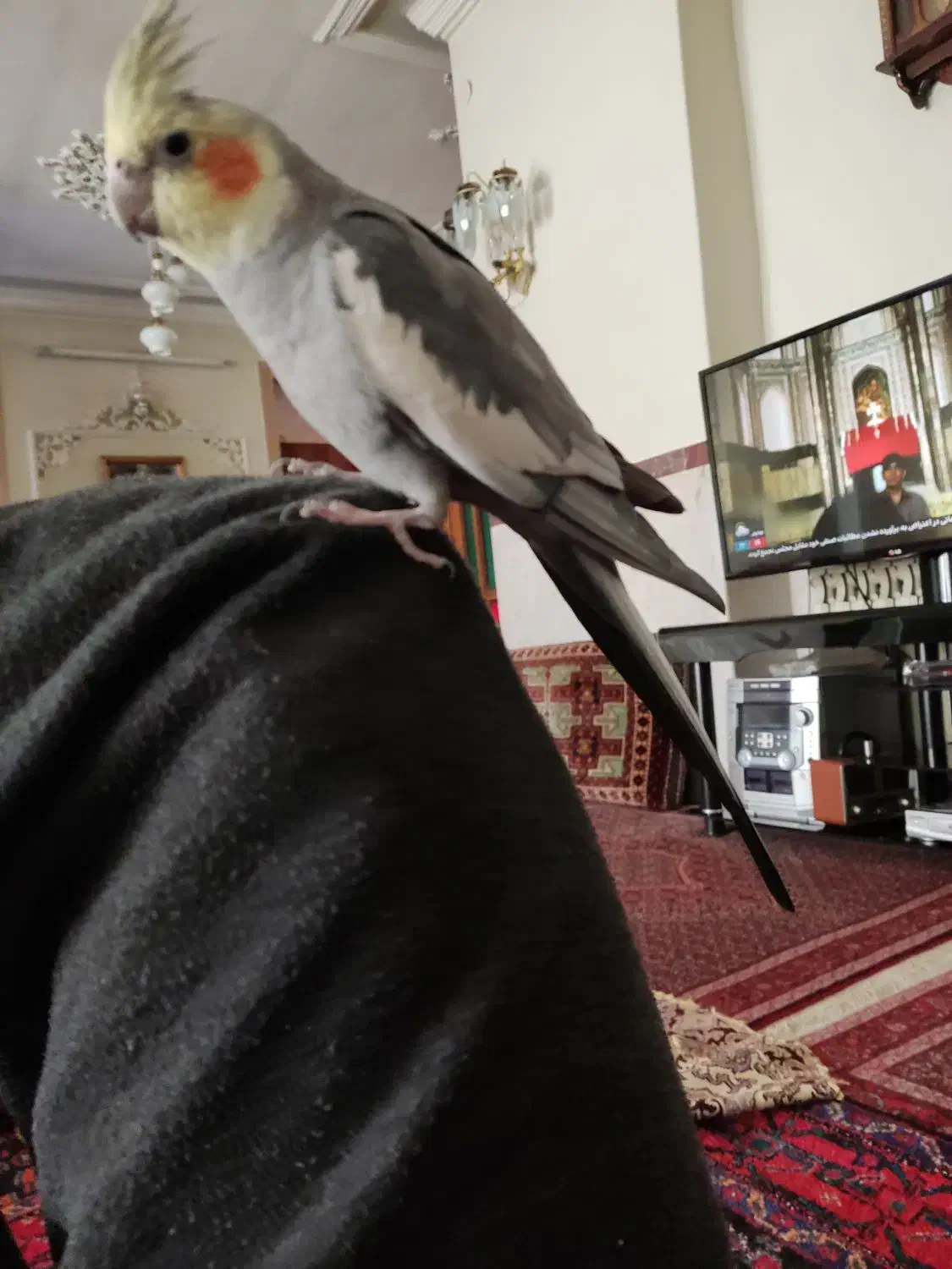 عروس هلندی|پرنده|سنندج, |دیوار