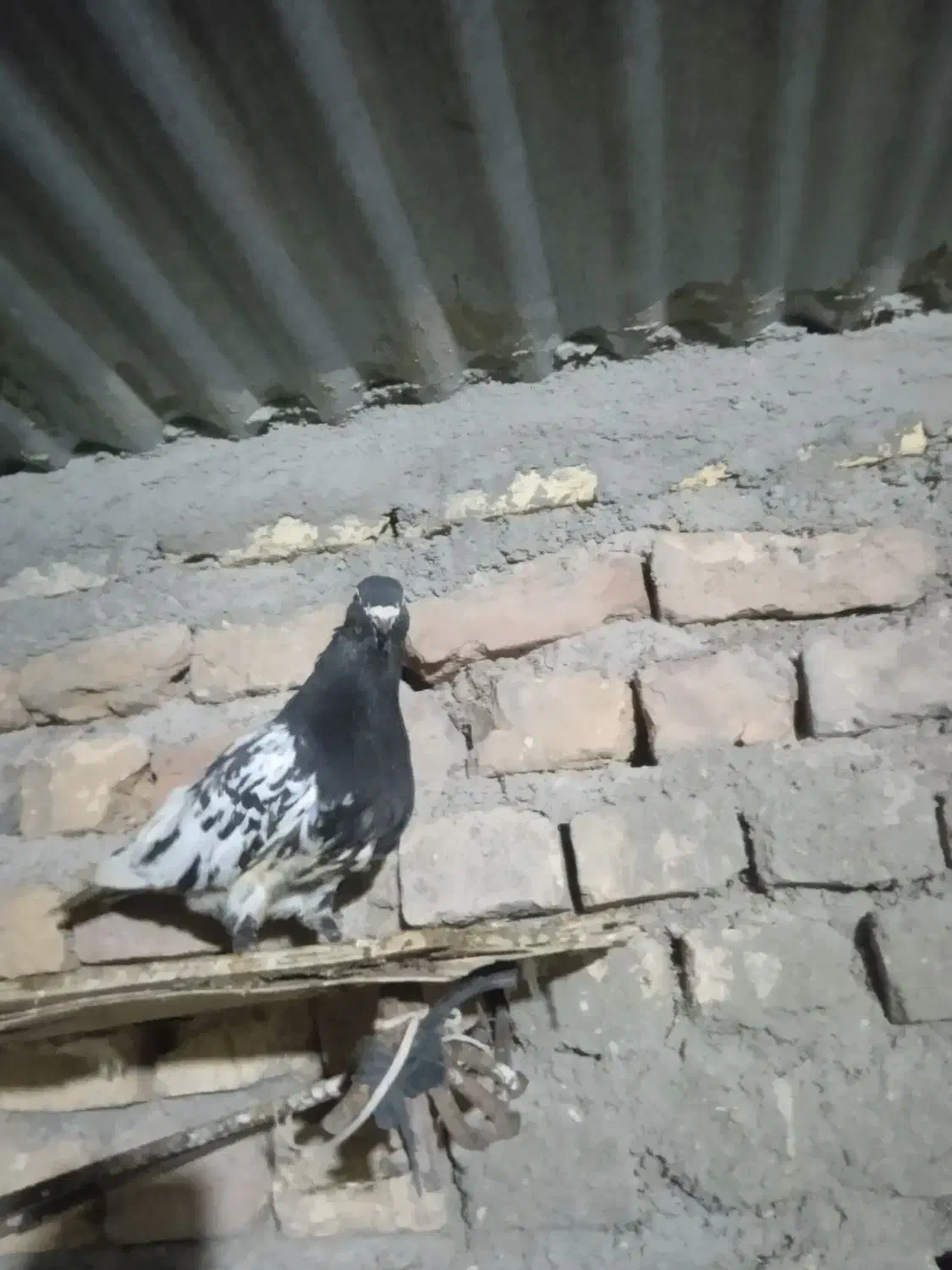 کفتر|پرنده|بیرجند, |دیوار