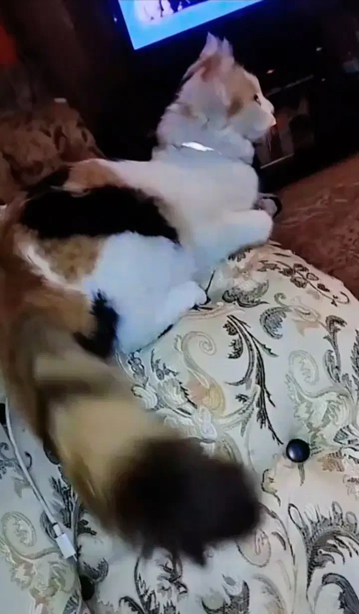 DHS PERSIAN|گربه|رباطکریم, رباطکریم|دیوار