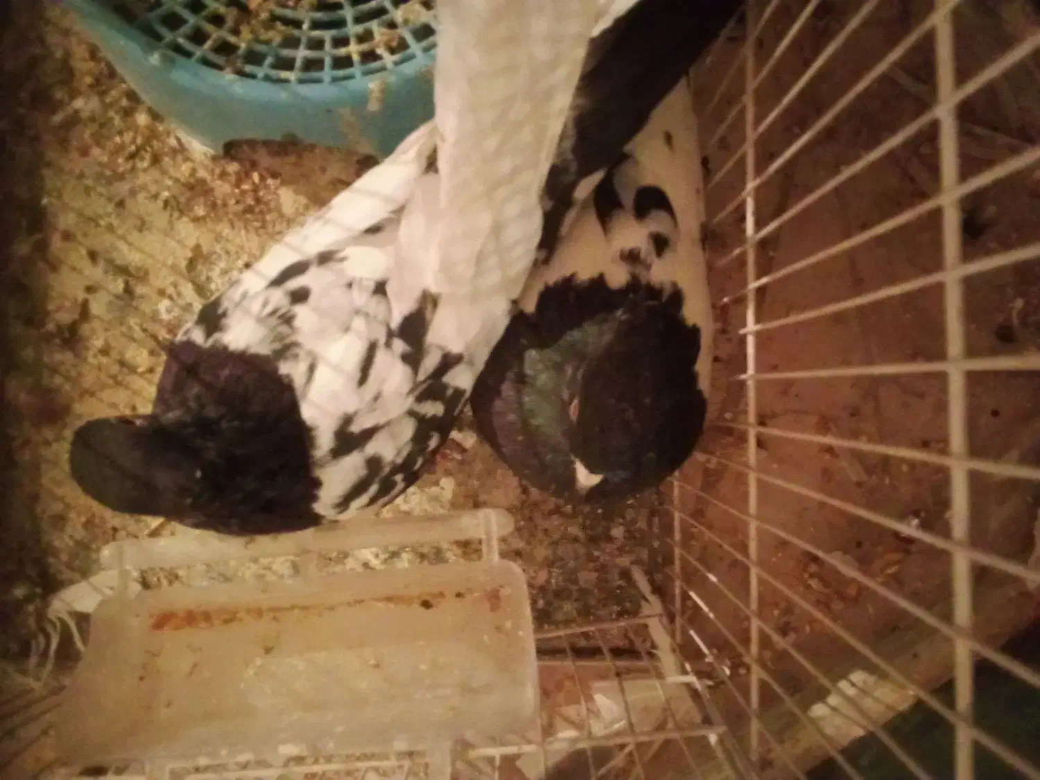 کبوتر کله سیاه|پرنده|فیروزه, |دیوار