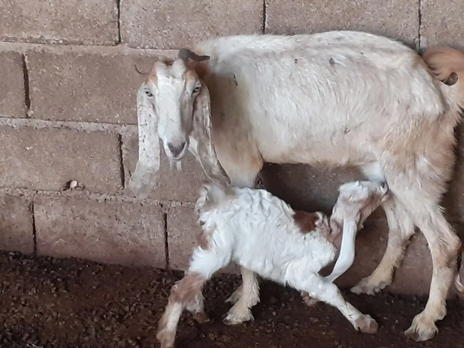 بز نجدی|حیوانات مزرعه|شادگان, |دیوار