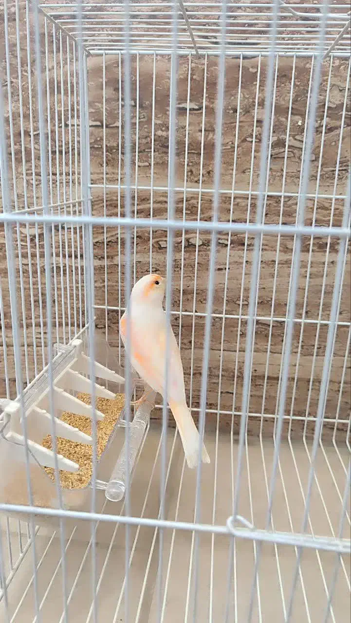 قناری|پرنده|مشهد, کشف|دیوار