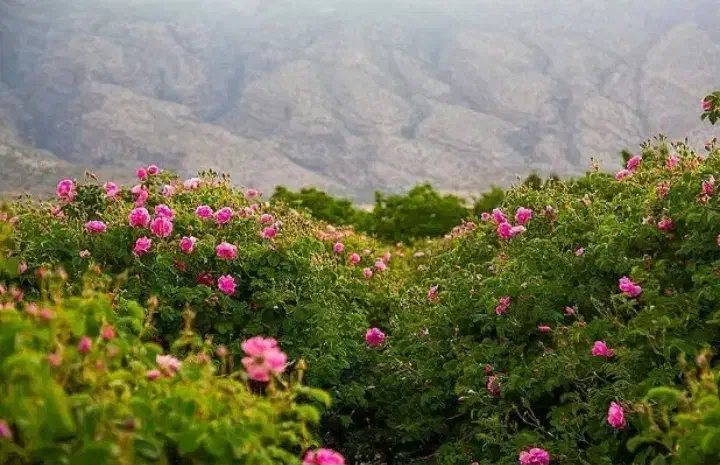 راهنمایی|فعالیت داوطلبانه|سنندج, |دیوار