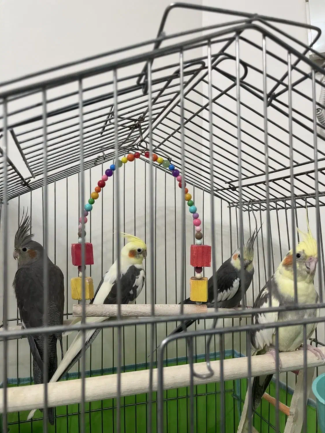 فروش عروس هلندی|پرنده|تهران, جیحون|دیوار