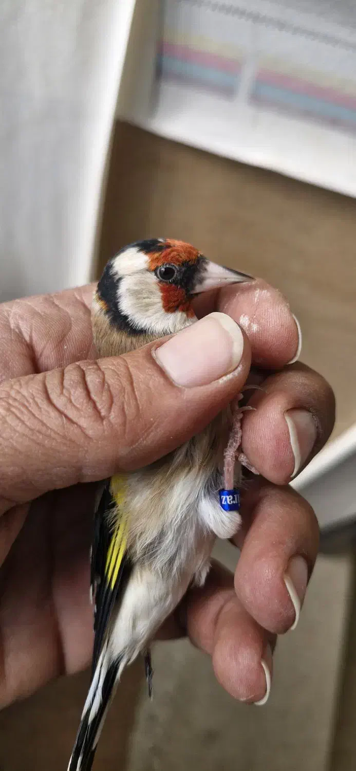 سهره چهارگل خط نما تکسیر قفس حلقه پلمپ|پرنده|شیراز, شهرک مهدیه|دیوار