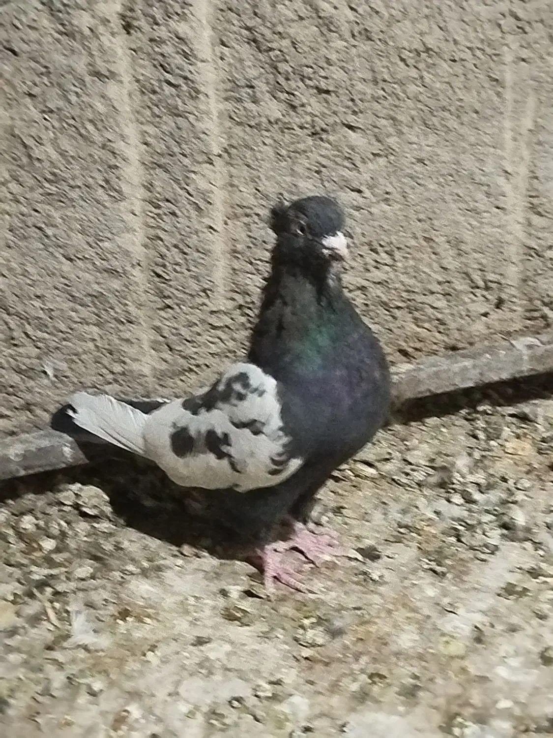 سینه تافته ای ماده|پرنده|مرودشت, استادیوم‎|دیوار