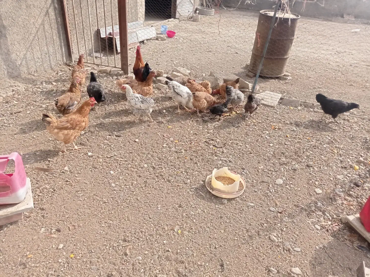 مرغ محلی|حیوانات مزرعه|سیلاخور, |دیوار