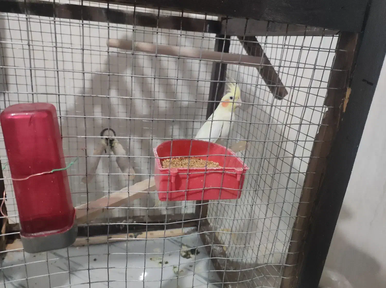 عروس هلندی ماده لوتینو|پرنده|مبارکه, |دیوار