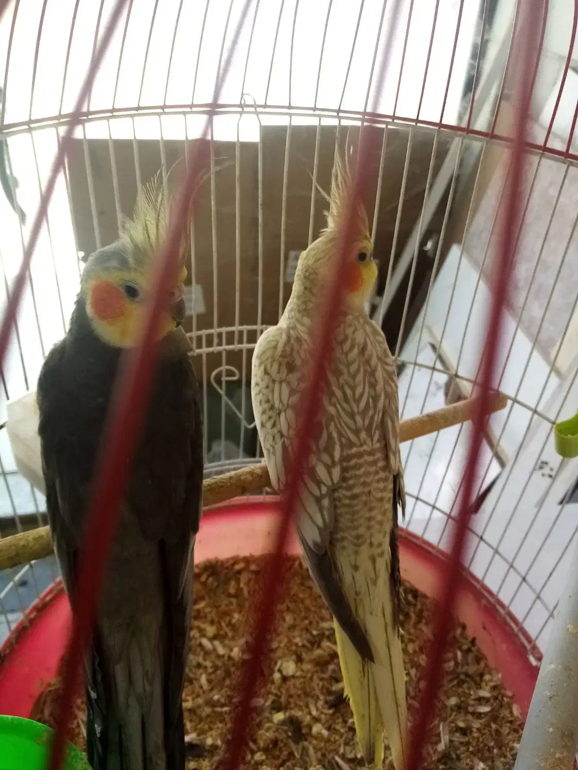 عروس هلندی مولد با جوجه وبدون جوجه|پرنده|رشت, سعدی (تختی)|دیوار