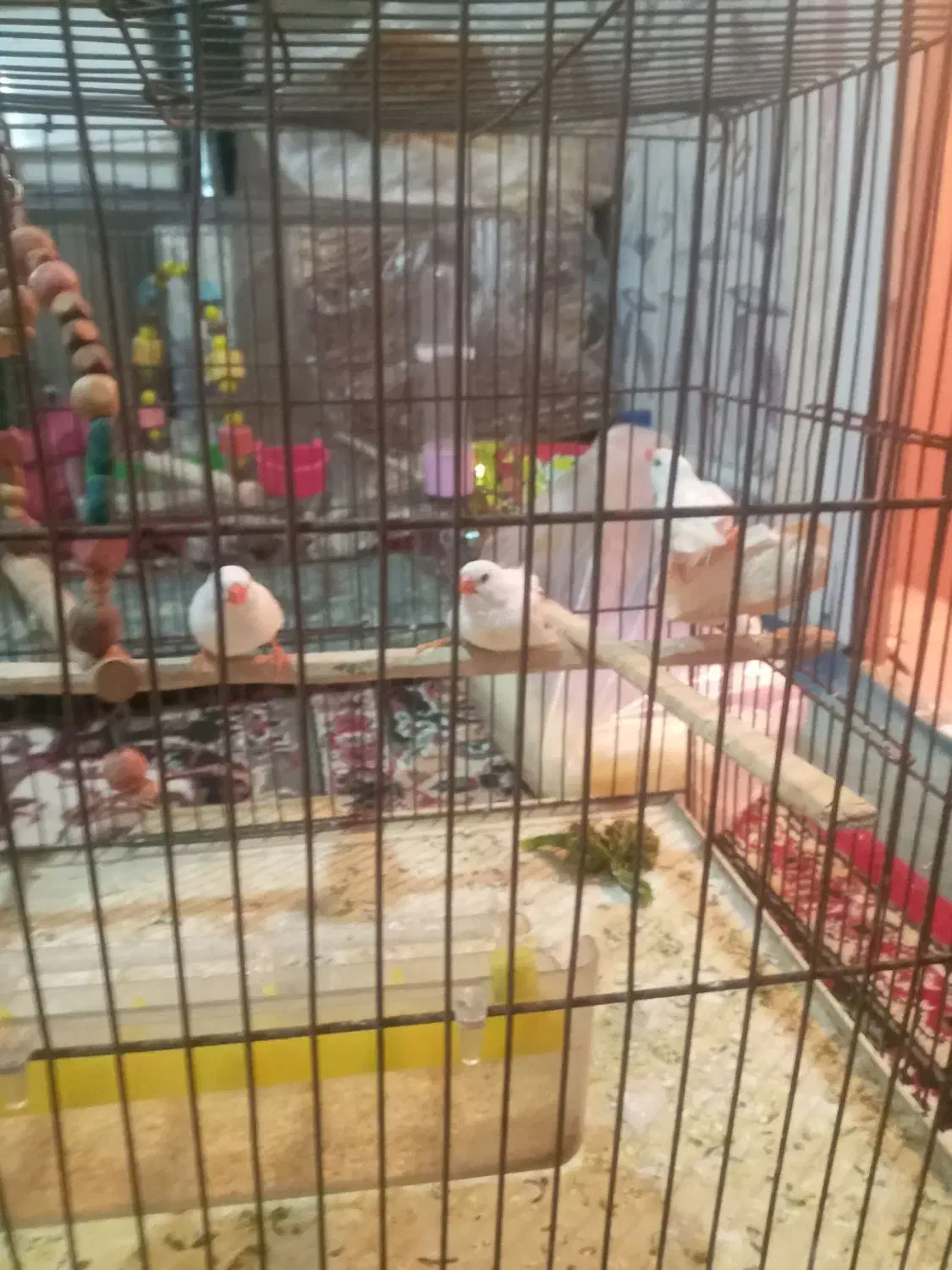 سه عدد فینج|پرنده|مرند, |دیوار