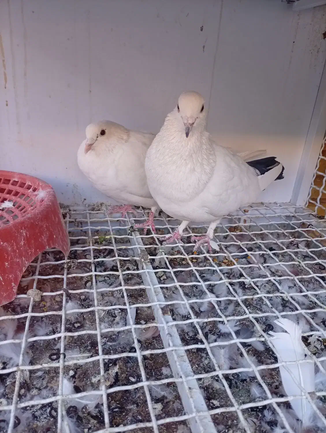 چند عدد کبوتر دورگ وپلاکی کمیاب آس|پرنده|لنجان, |دیوار