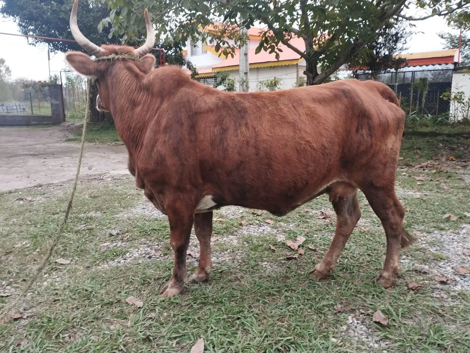 گاو چالوسی حامله فقیر3ماه حامله|حیوانات مزرعه|سنگر, |دیوار