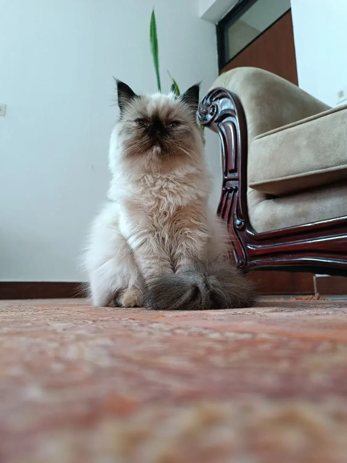 گربه هیمالین|گربه|نوشهر, |دیوار