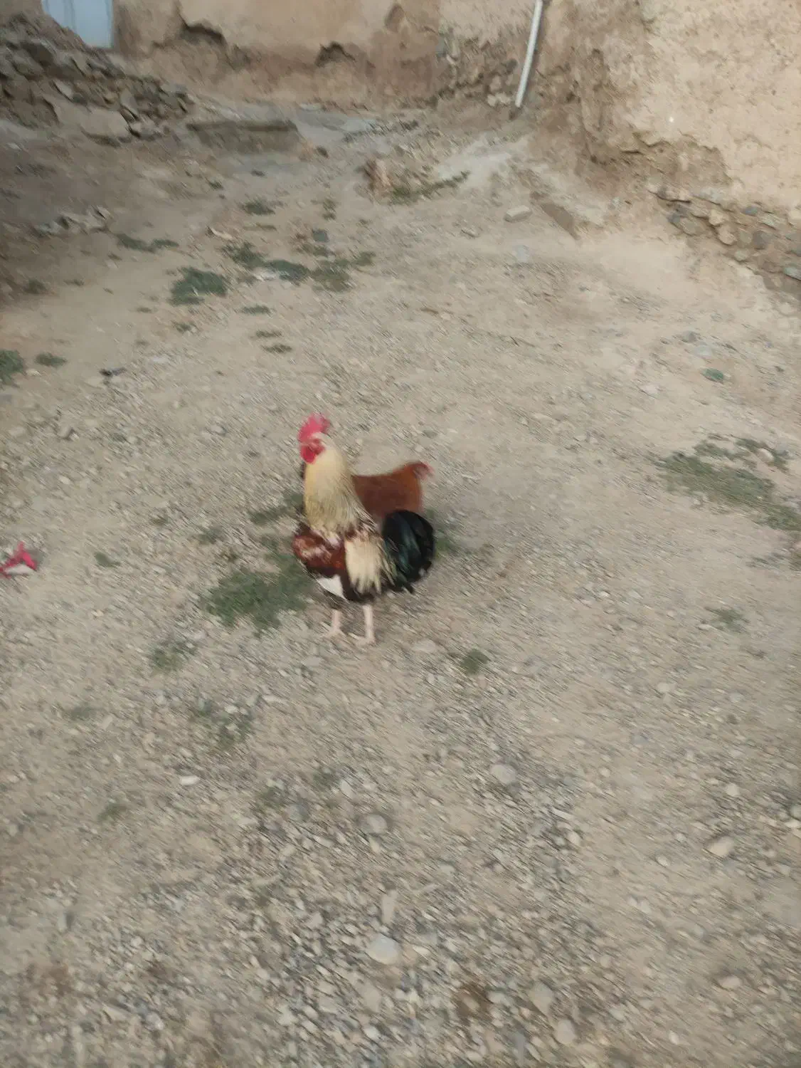 خروس|حیوانات مزرعه|دینور, |دیوار