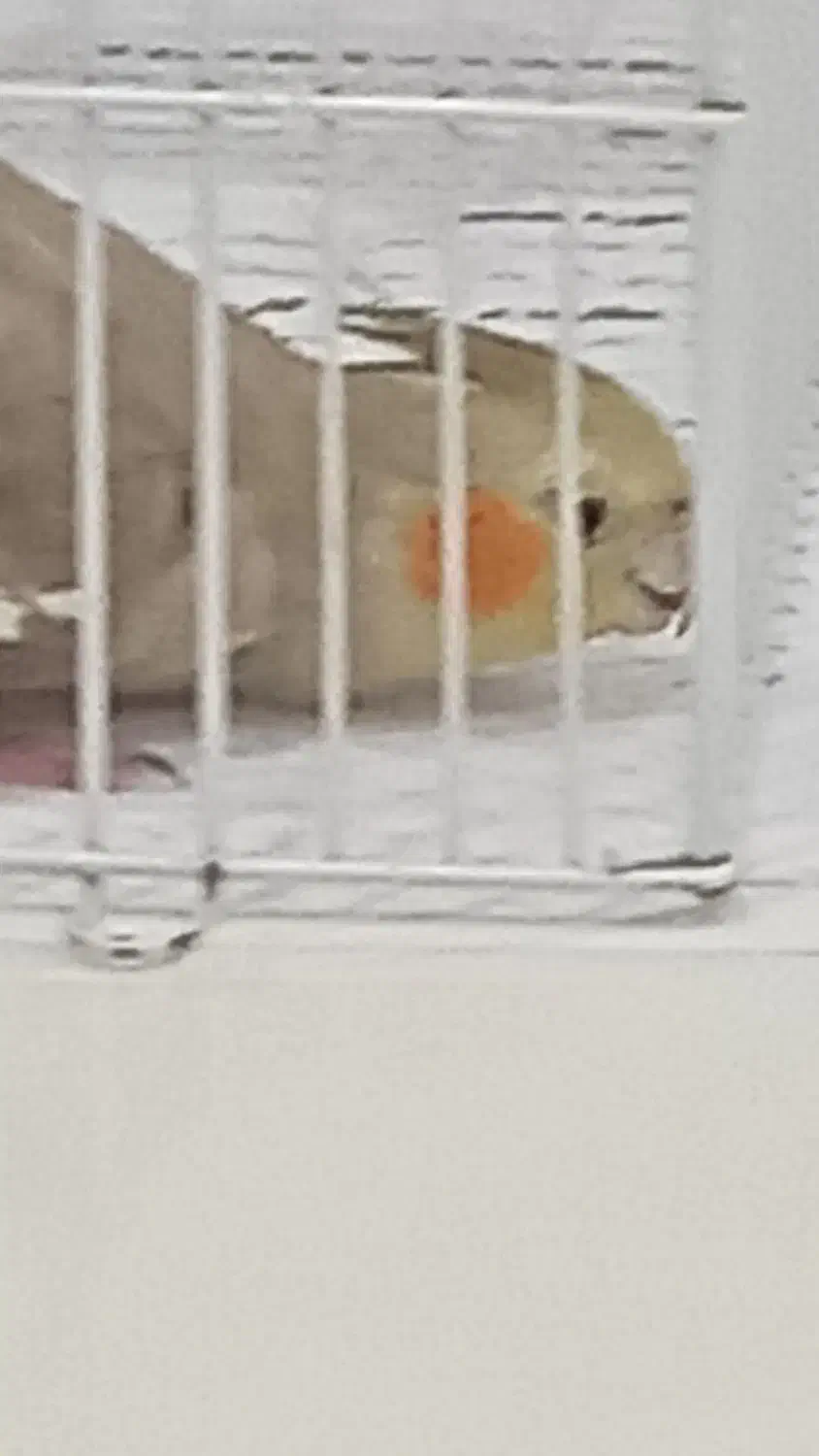 عروس هلندی ماده تخم گذار|پرنده|رشت, معلولین|دیوار