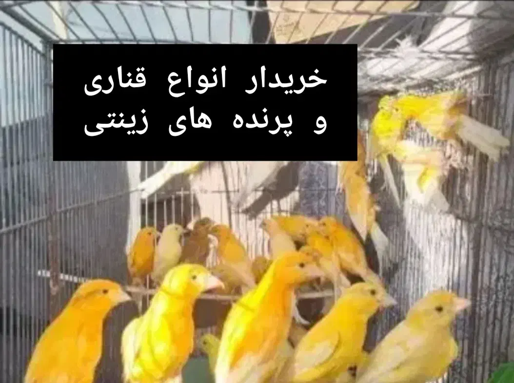 فروش پرنده زینتی|پرنده|بروجن, |دیوار