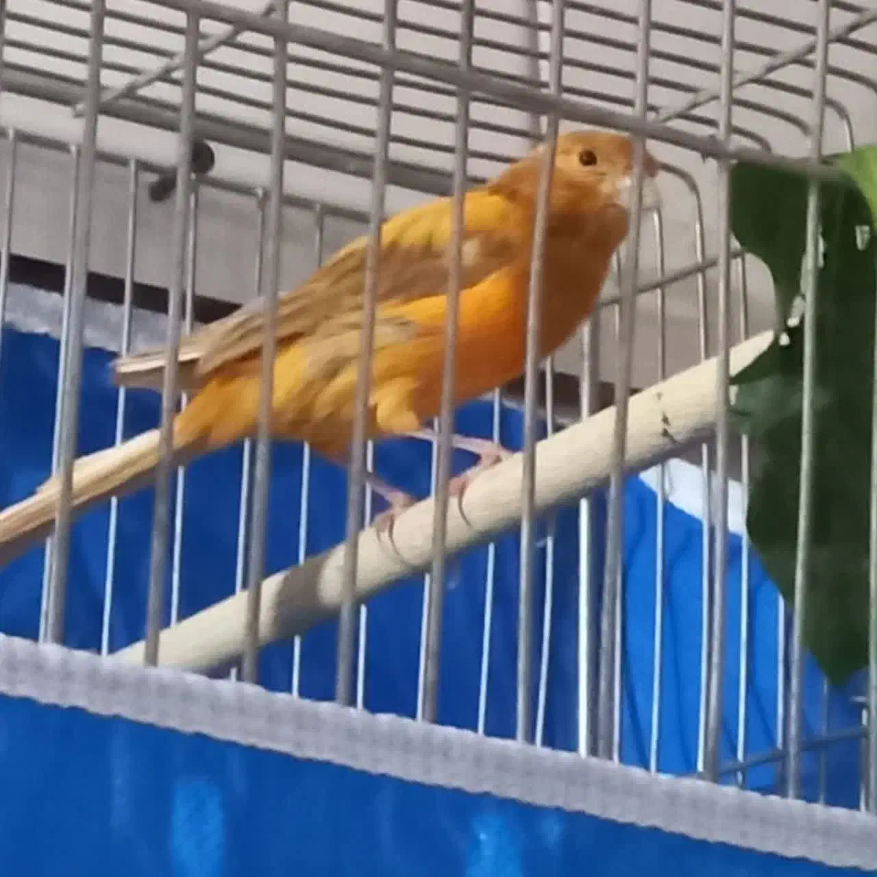 قناری نر ریزخون|پرنده|خمینی‌شهر, |دیوار