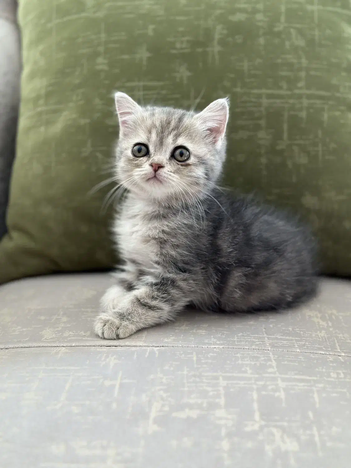 واگذاری بچه گربه اسکاتیش آنفولد (تبی گلد)|گربه|سنندج, |دیوار