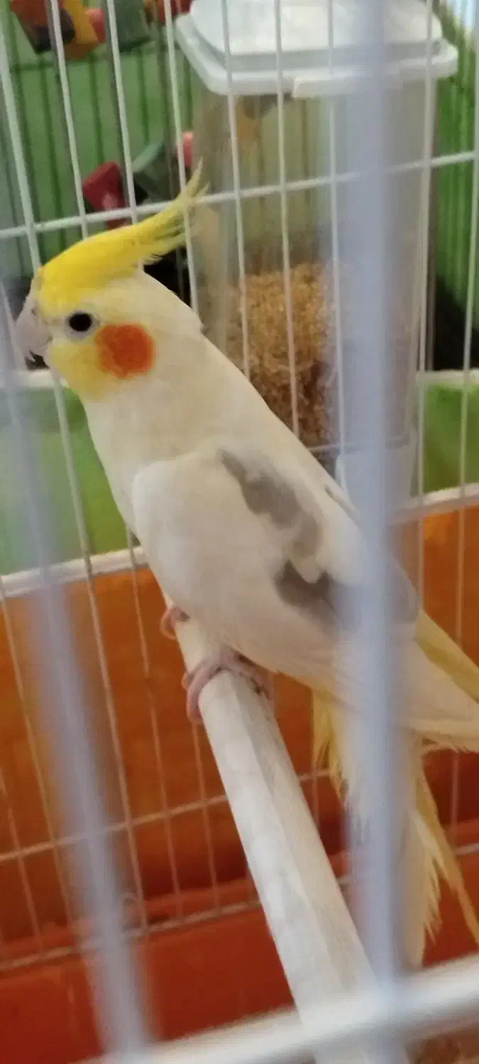 جفت عروس هلندی رنگ خاص|پرنده|ساری, |دیوار