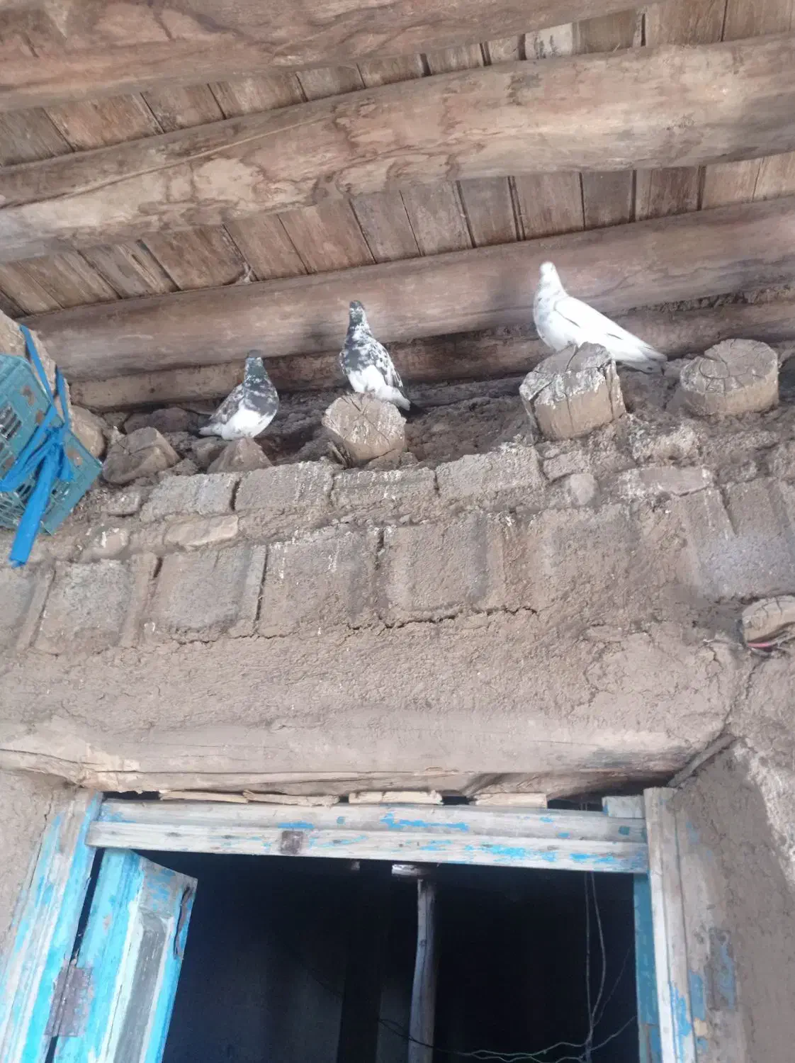 فروش کفتر|پرنده|میانه, |دیوار