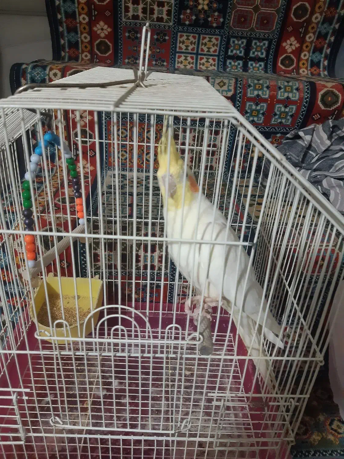 عروس هلندی نر لوتینو|پرنده|قم, انسجام|دیوار