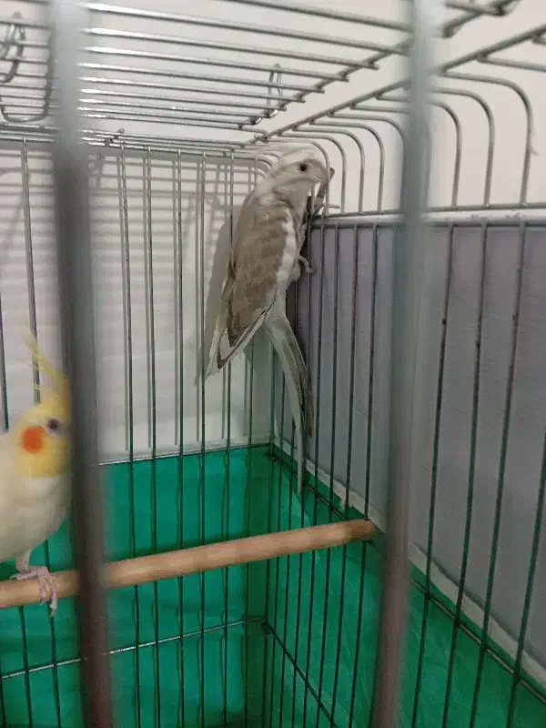 عروس هلندی|پرنده|کبودرآهنگ, |دیوار