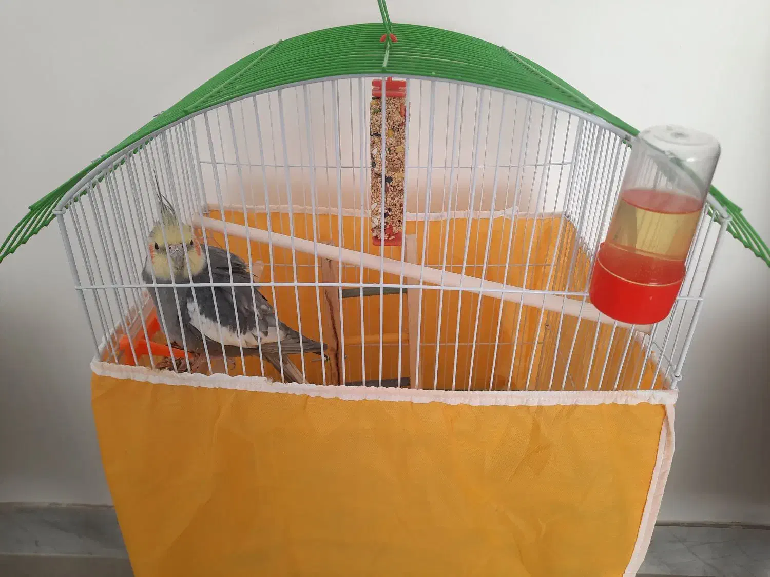 عروس هلندی|پرنده|خمینی‌شهر, |دیوار