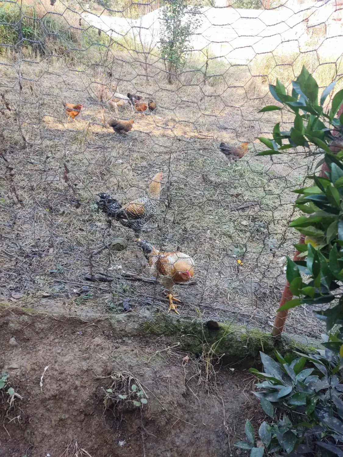 فروش مرغ و خروس تعداد محدود|حیوانات مزرعه|اسالم, |دیوار