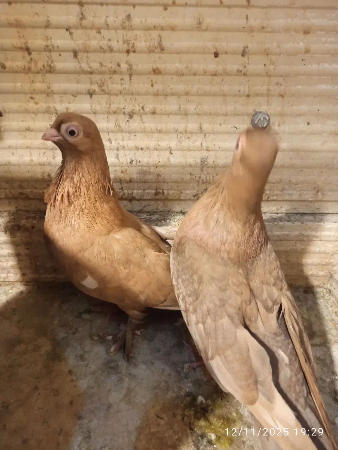 کبوتر چشم تلسکوپی|پرنده|تهران, مشیریه|دیوار