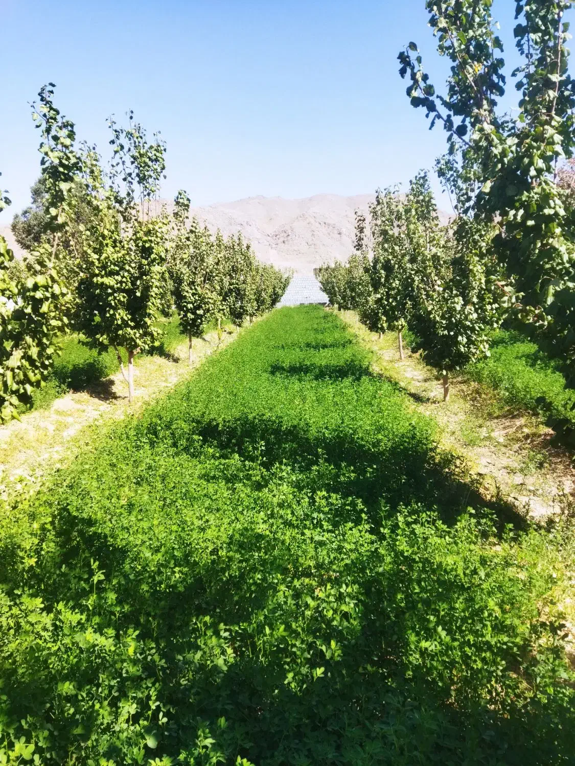 باغ ۱۸۰۰متری با آب دهدق شهرک گلستان|فروش زمین و ملک کلنگی|آباده, |دیوار