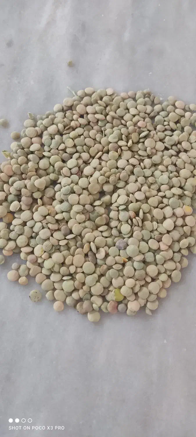 عدس تازه برای امسال|عمدهفروشی|قیدار, |دیوار