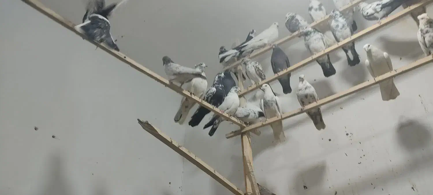 کفتر حسین اباد ناظم|پرنده|ملایر, |دیوار