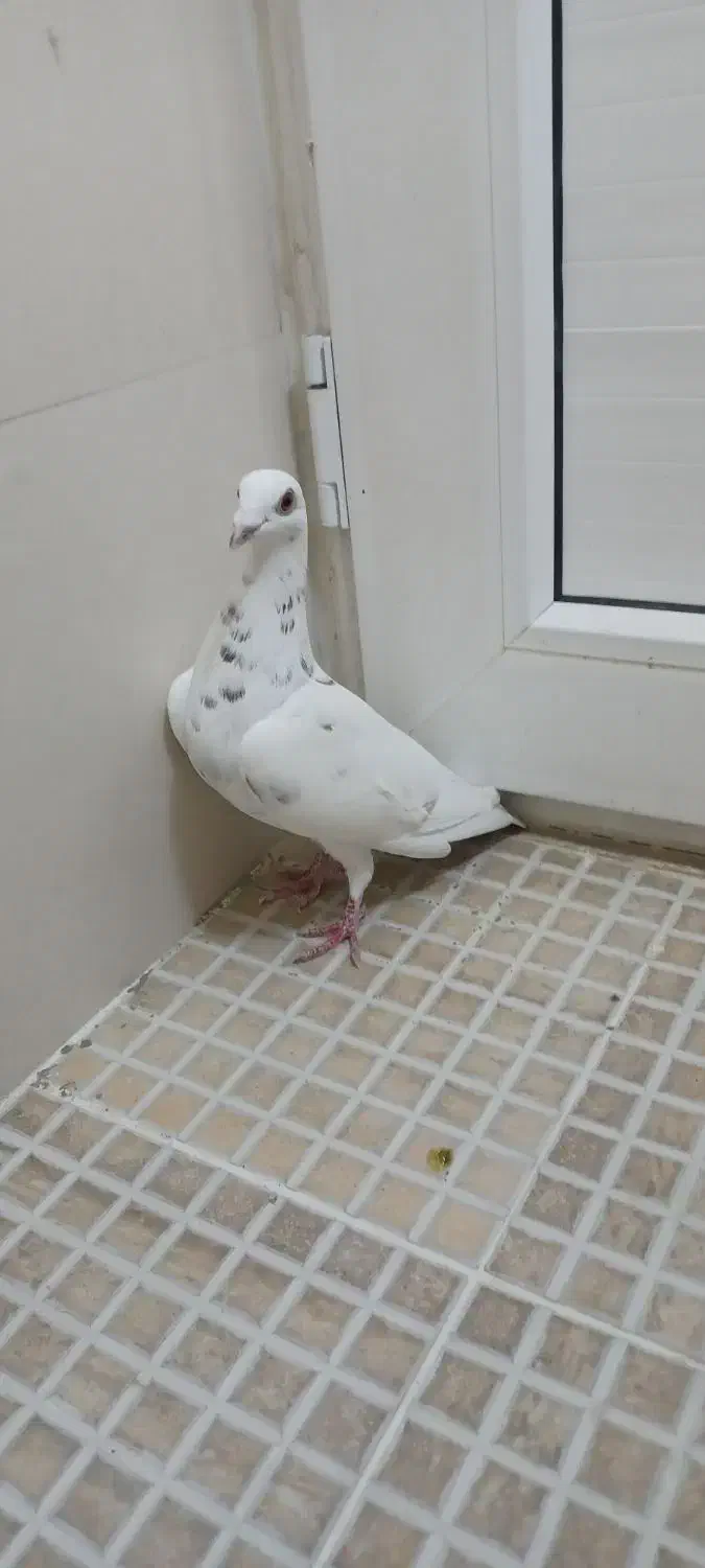 کبوتر گوره سفید جفت نر|پرنده|برازجان, |دیوار