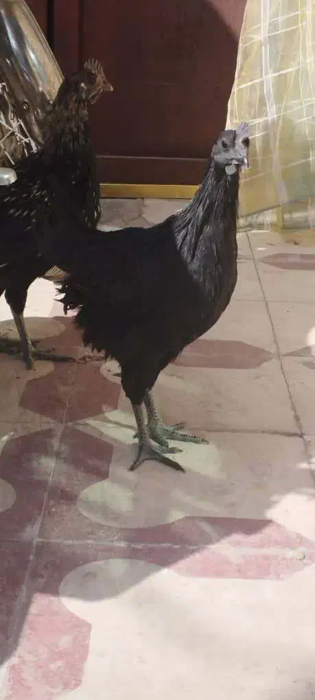 جوجه خروس ایام سمانی و آراکانا|حیوانات مزرعه|شیراز, کوشک میدان|دیوار