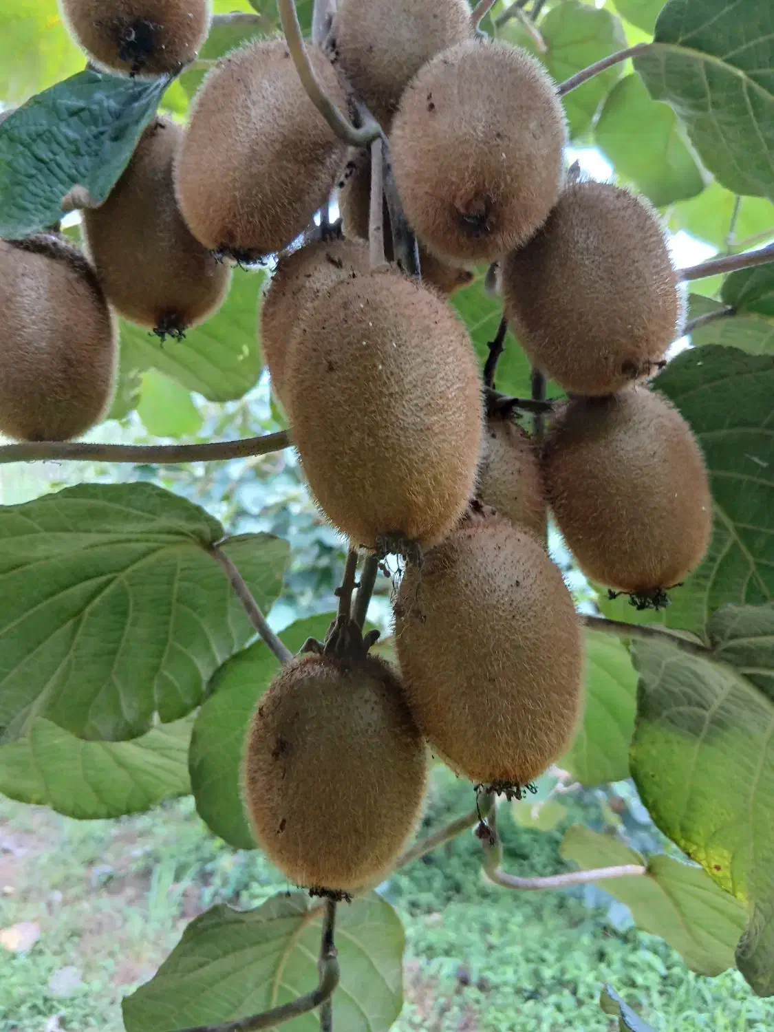 فروش عمده کیوی|عمدهفروشی|لاهیجان, لیل|دیوار