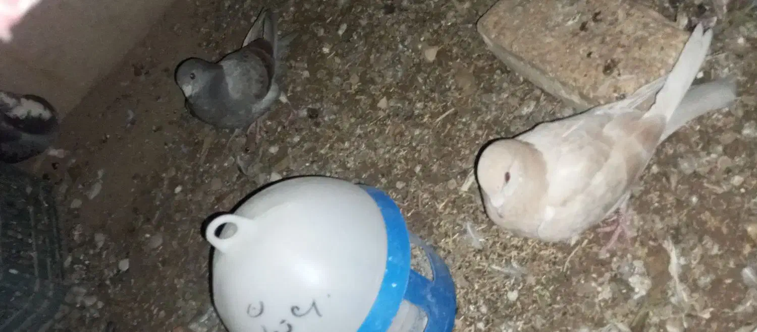 فروشی کبوتر|پرنده|کوهمره, |دیوار