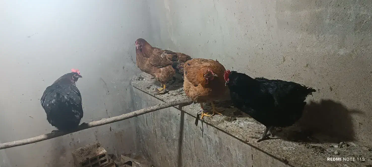 مرغ محلی|حیوانات مزرعه|کنگاور, |دیوار
