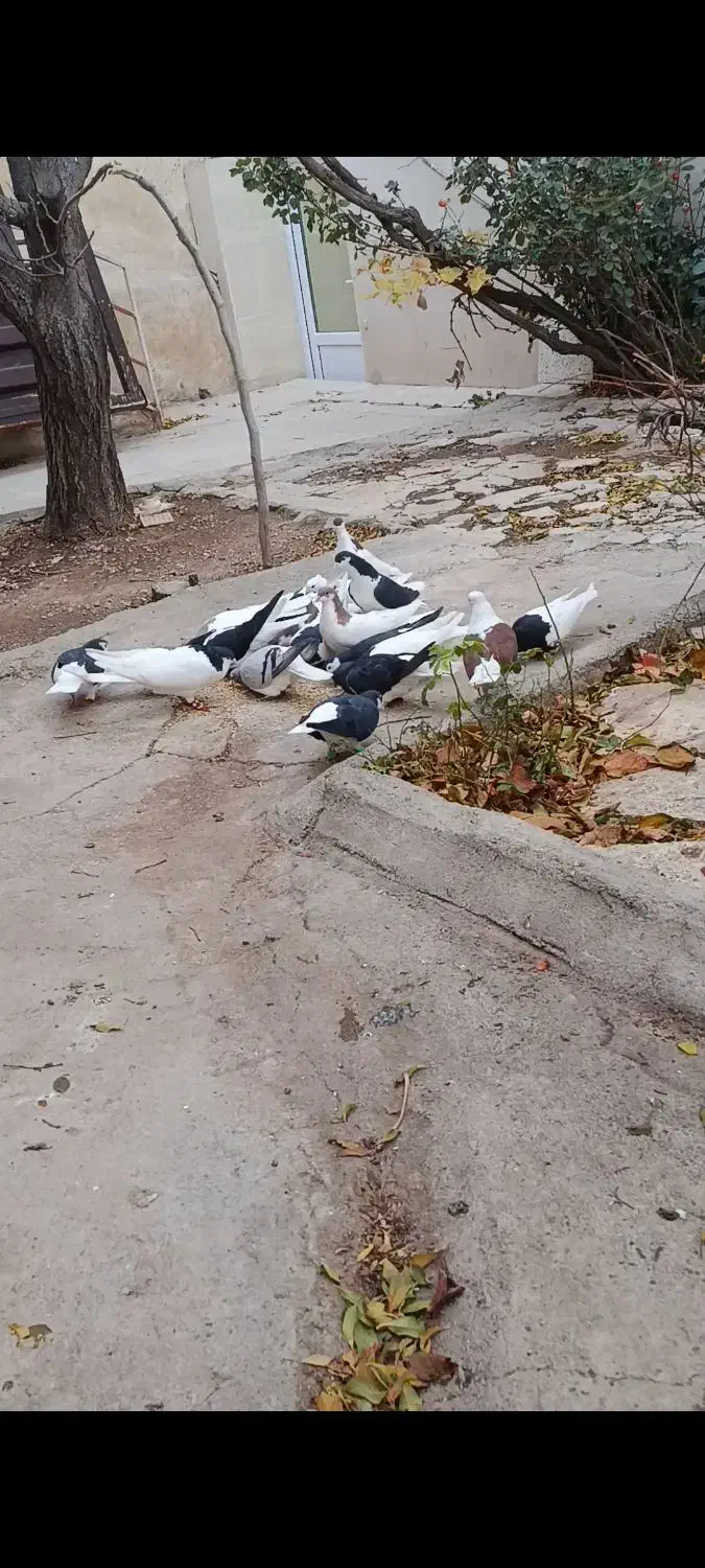 کبوتر رنگی|پرنده|کوهین, |دیوار