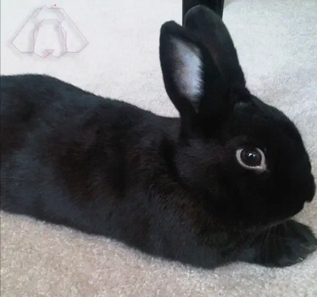 خرگوش|موش و خرگوش|سبزوار, رباط|دیوار