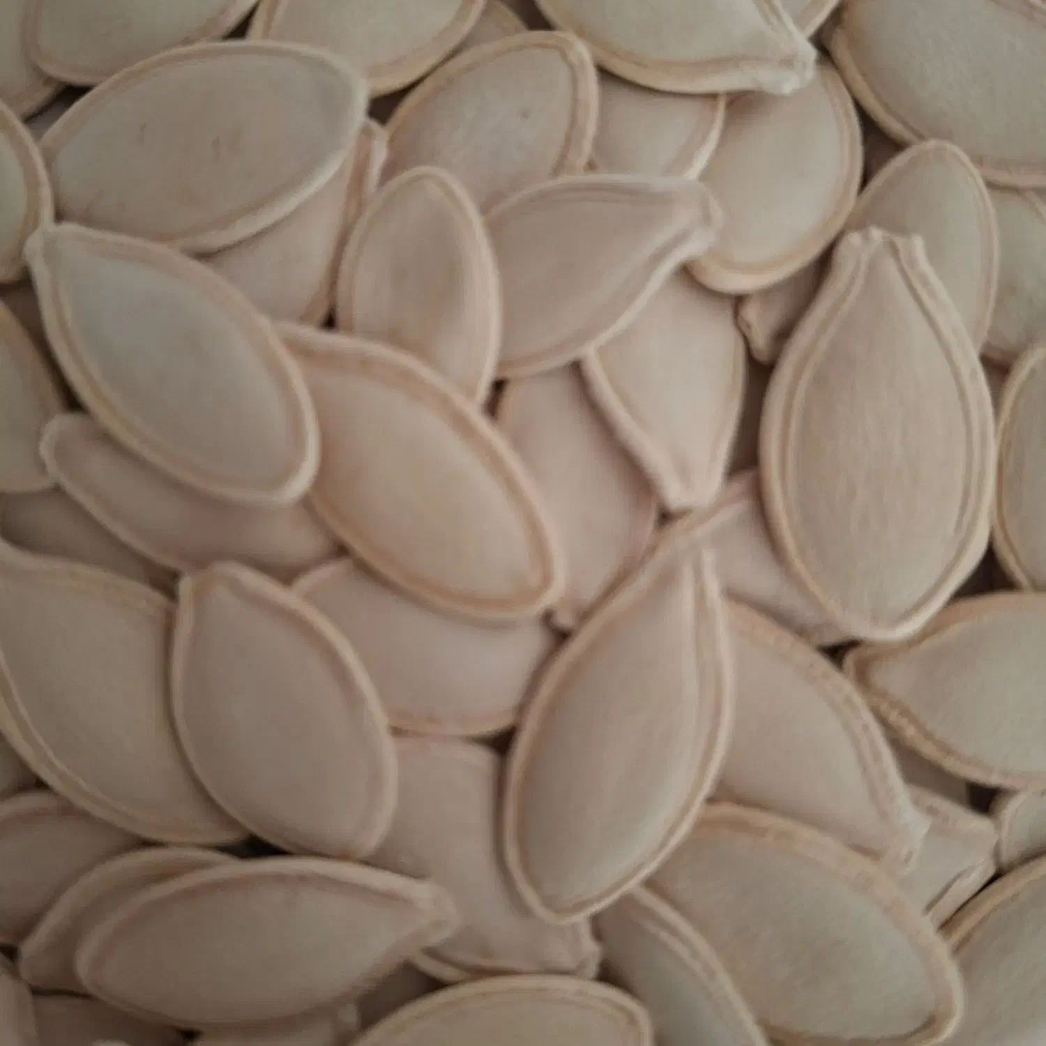 تخمه کدو اعلاء خام|خوردنی و آشامیدنی|قم, شاه سید علی|دیوار