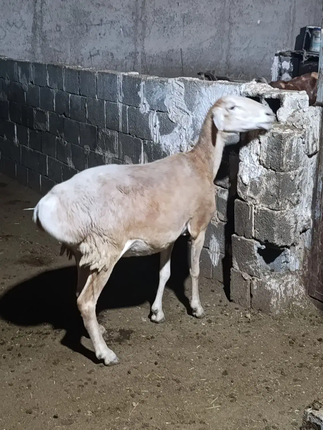 میش چینی|حیوانات مزرعه|چغادک, |دیوار