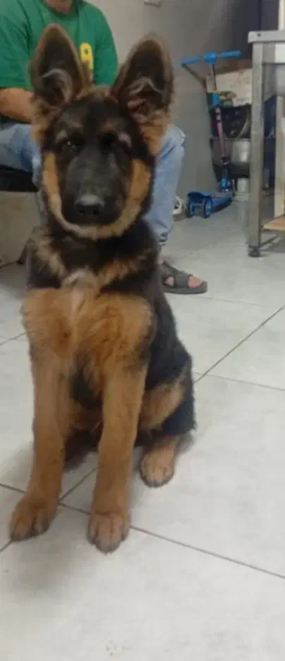 یک عدد سگ ژرمن ۵ ماهه|سگ|کرج, فاز ۳ گوهردشت|دیوار