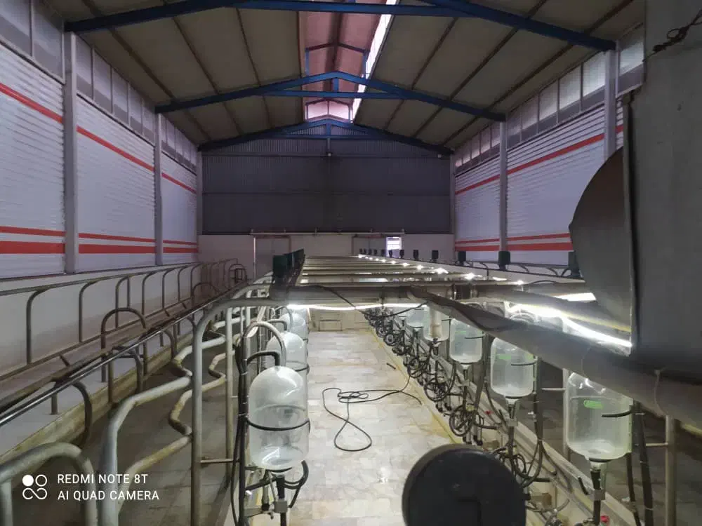 گاوداری و950راسی نیشابور|فروش دفتر صنعتی، کشاورزی، تجاری|نیشابور, ابراهیمی|دیوار